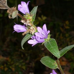 Annexe Campanula cervicaria.jpg