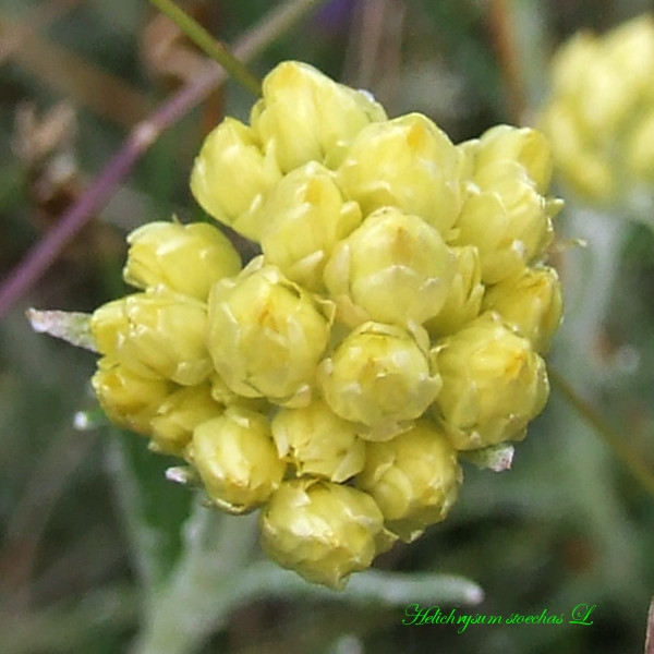 Annexe Helicrysum stoechas.jpg