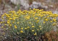 Annexe Helicrysum stoechas1.jpg