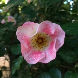 Annexe Rosa gallica.jpg