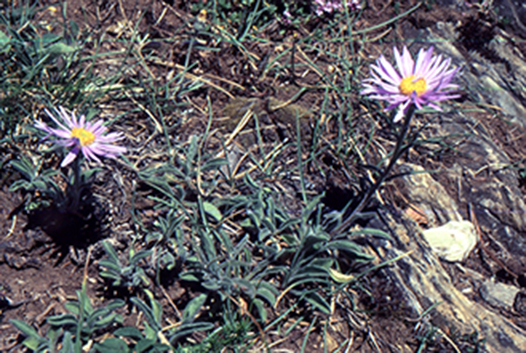 Annexe Aster alpinus L_opt.jpg