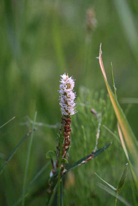 Annexe Bistorta vivipara_opt.jpg