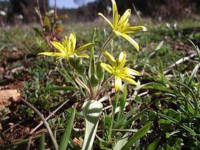 Annexe Gagea_villosa.jpg