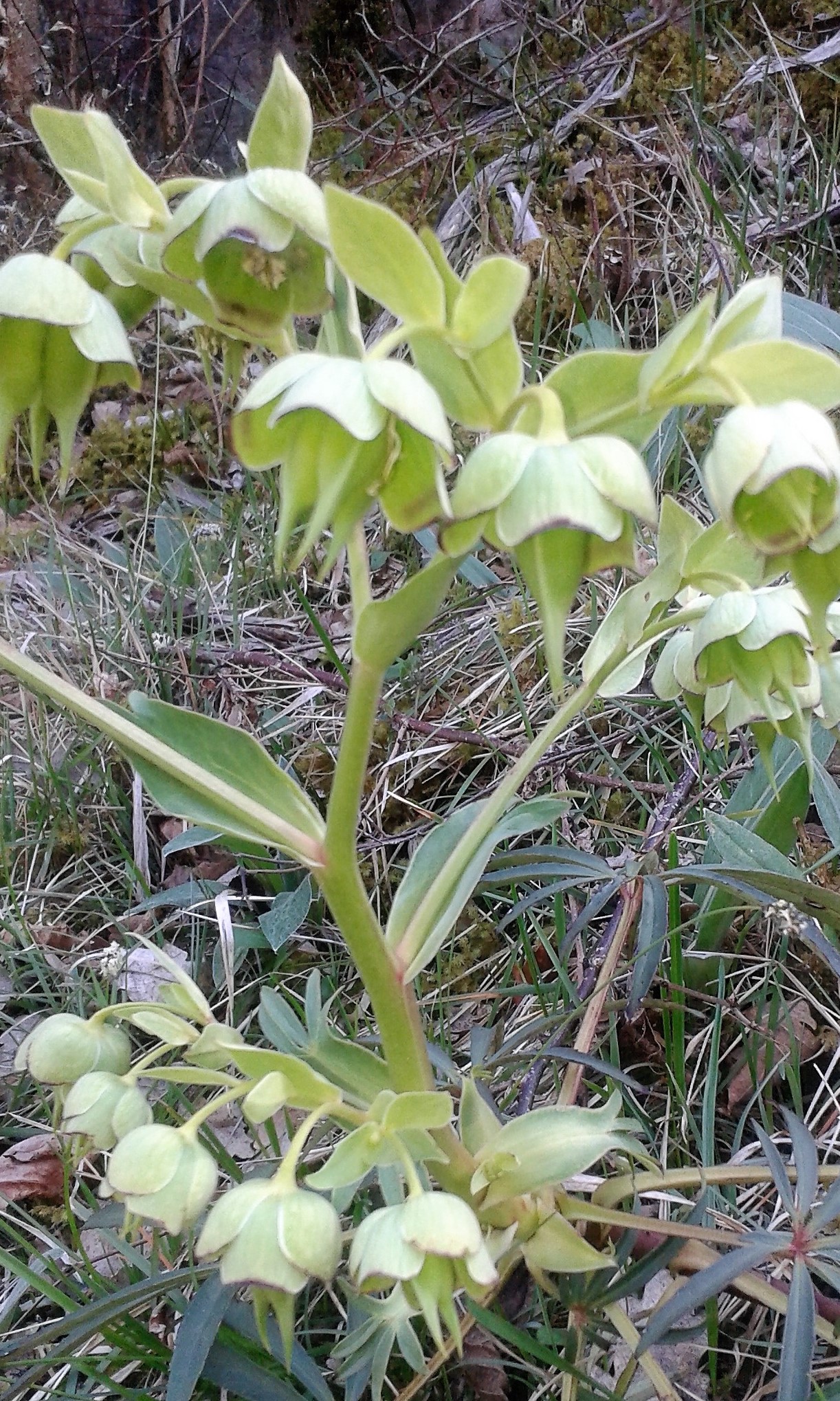 Annexe euphorbe des moissons.jpg