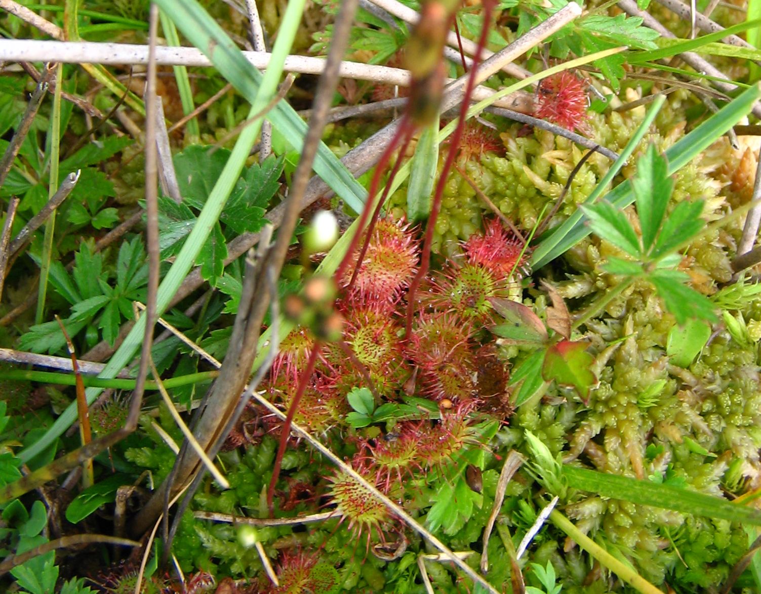 Annexe Rosée du soleil Drossera rotundifolia DROSÉRACÉES 3.jpg