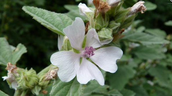 Annexe guimauve officnale.png