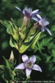 Annexe Gentiana anisodonta.jpg