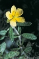 Annexe Helianthemum salicifolium.jpg