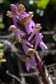 Annexe Orchis spitzelii W.D.J. Koch.jpg
