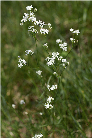 Annexe Asperula tinctoria.png