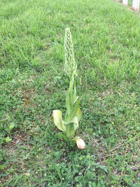 Annexe Capture d’écran 2018-05-18 à 17.37.20.png