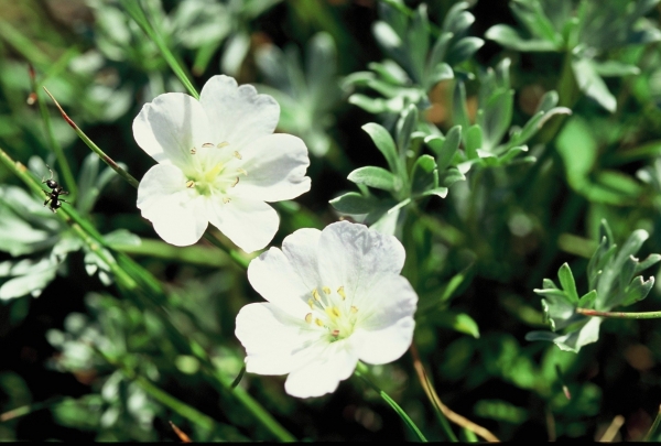 Annexe Géranium argenteum.jpg