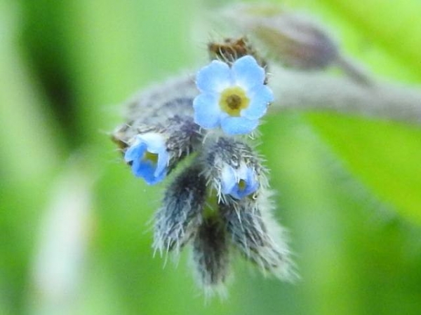 Annexe Myosotis minutiflora.jpg