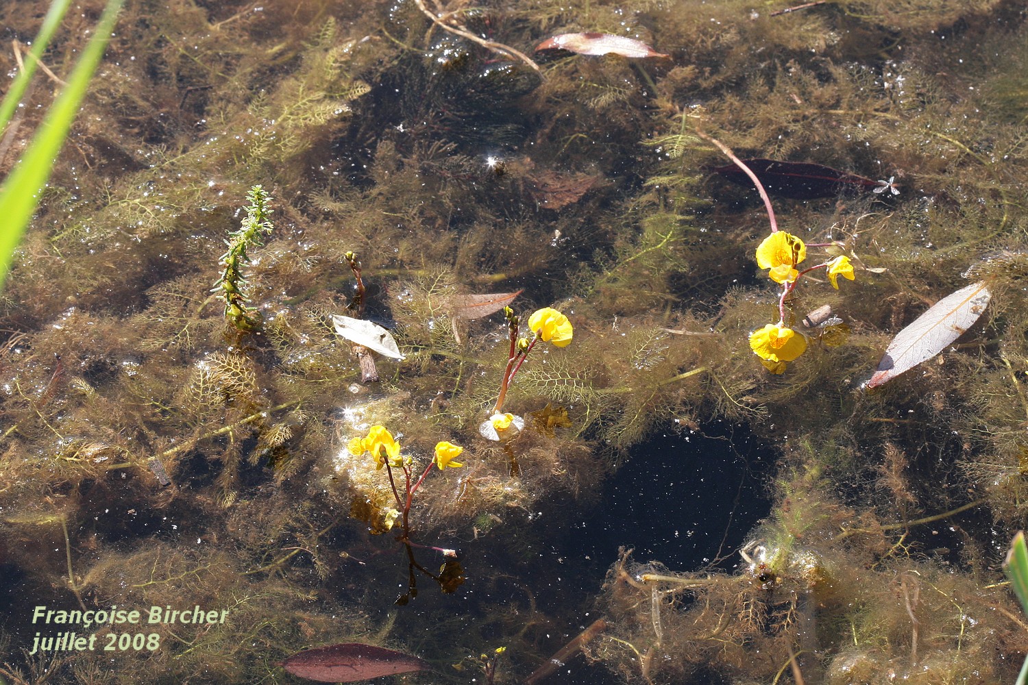 Annexe Utriculaire II-07-2008.jpg