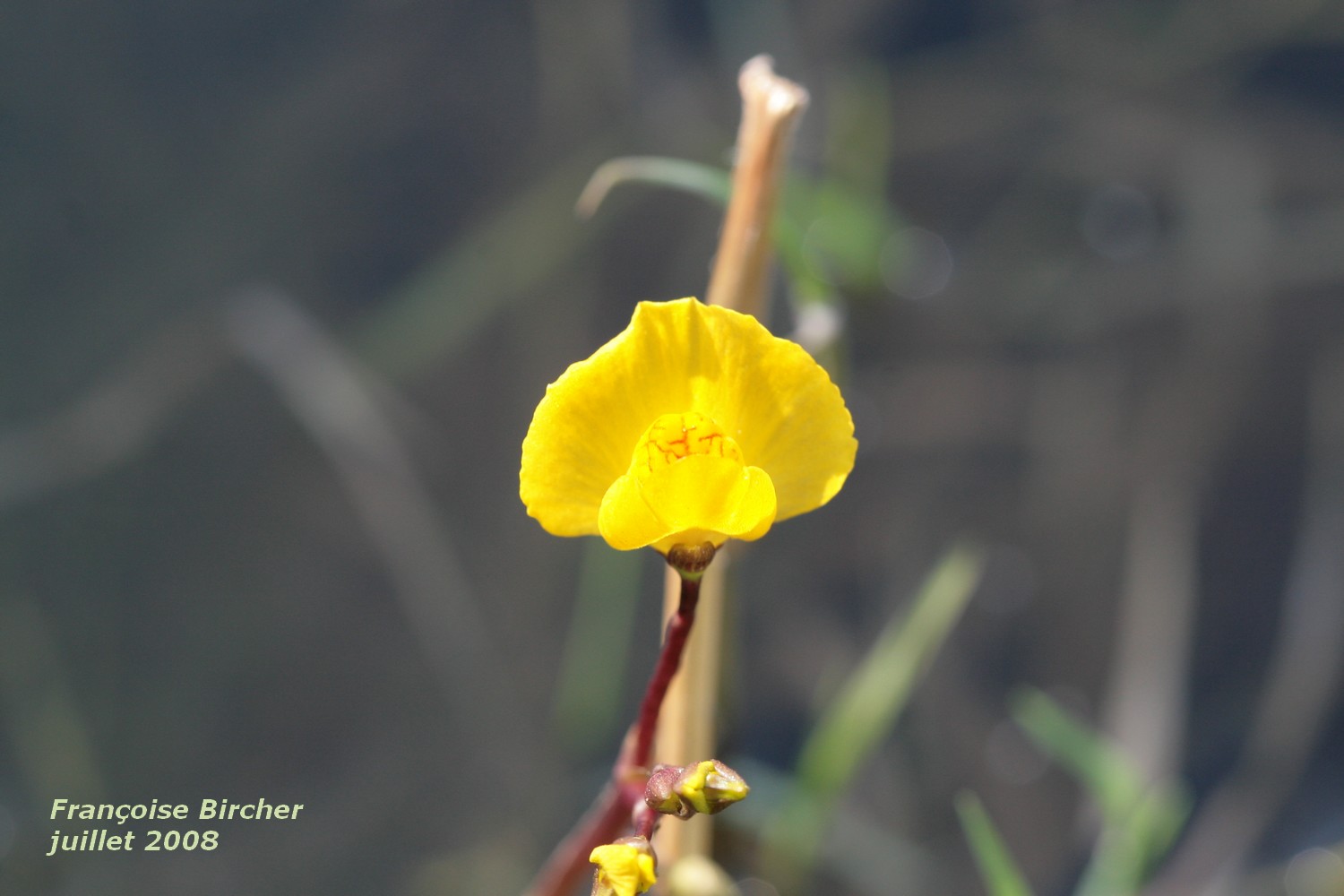 Annexe Utriculaire IV-07-2008.jpg