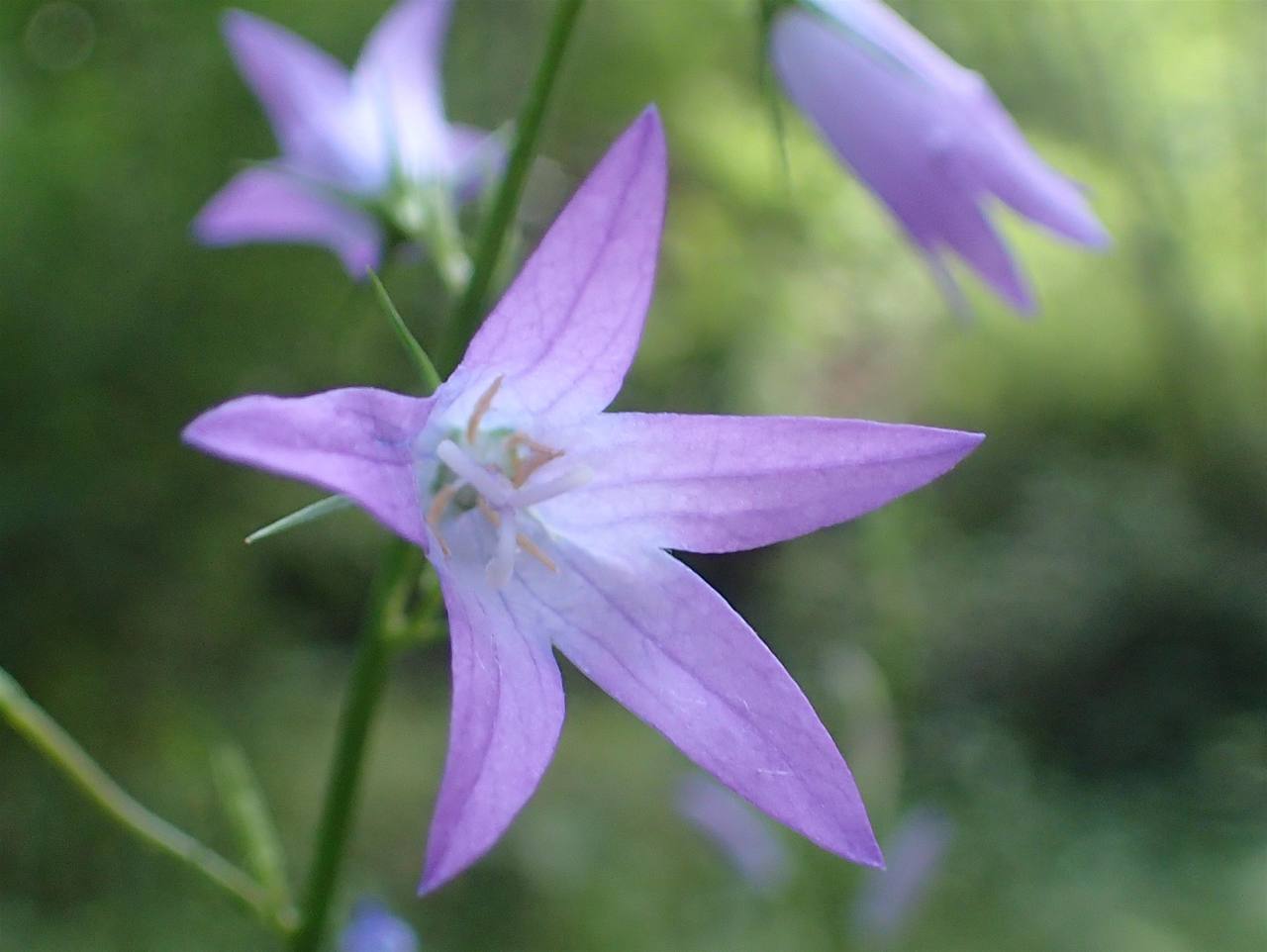 Annexe Campanula patula L. fleur.jpg