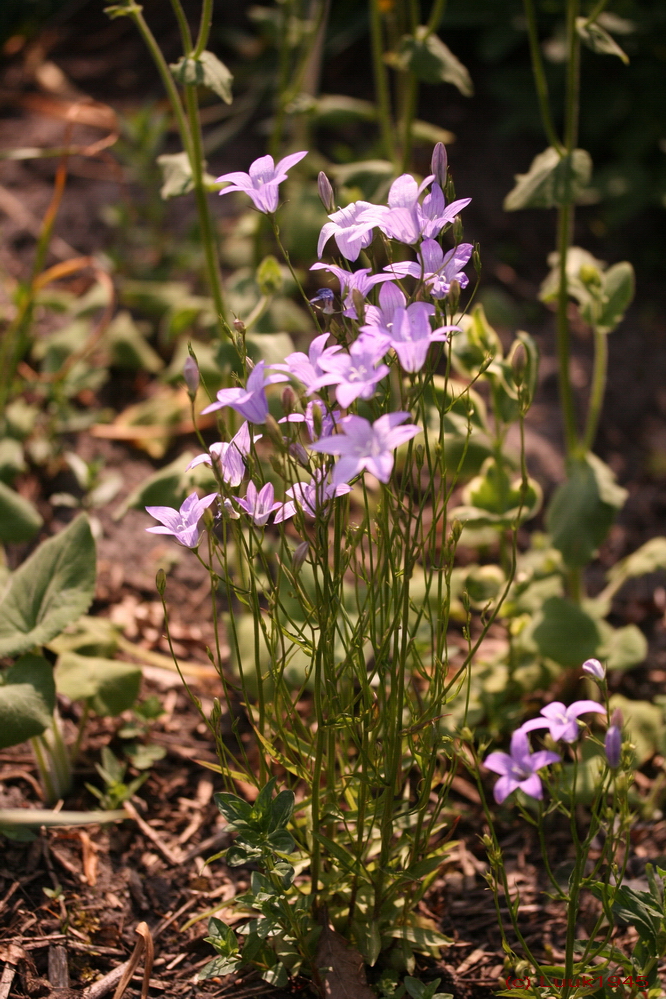 Annexe Campanula patula L..jpg