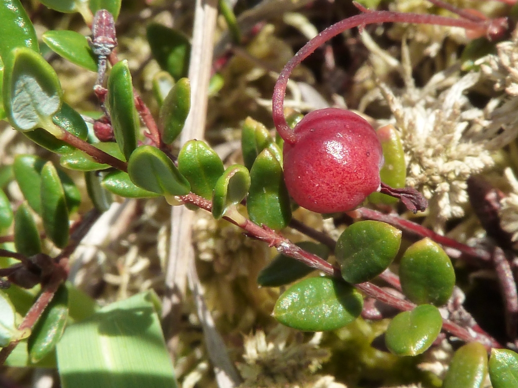 Annexe Vaccinium Oxycoccos.jpg