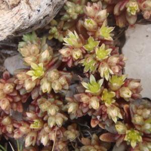Annexe sedum litorem PictoFlora.jpg