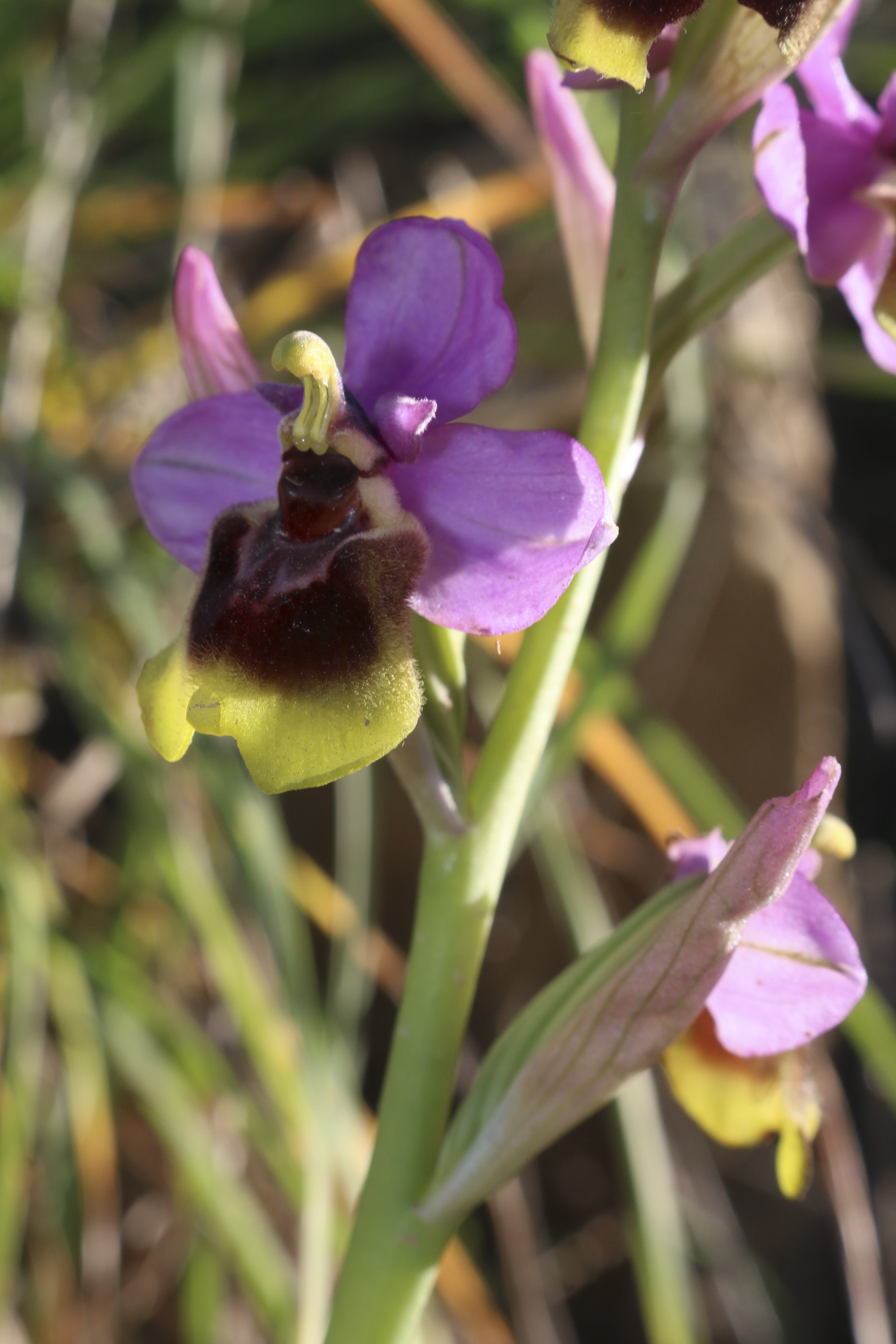Annexe Ophrys tenthredinifera.jpg