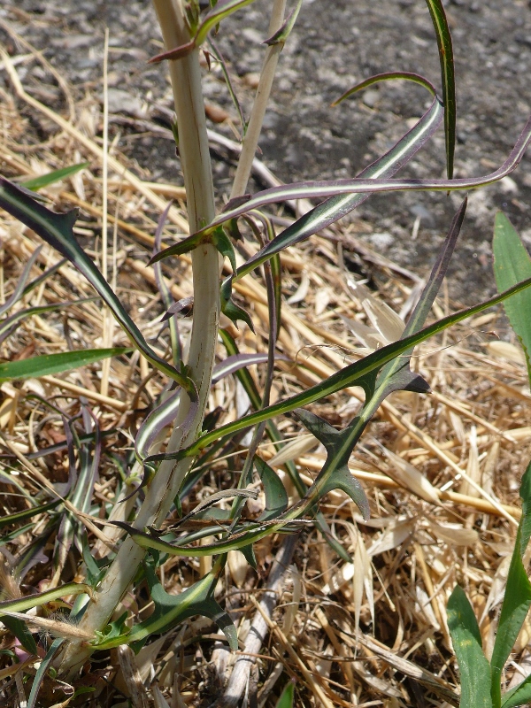 Annexe Lactuca saligna L. (600x800).jpg