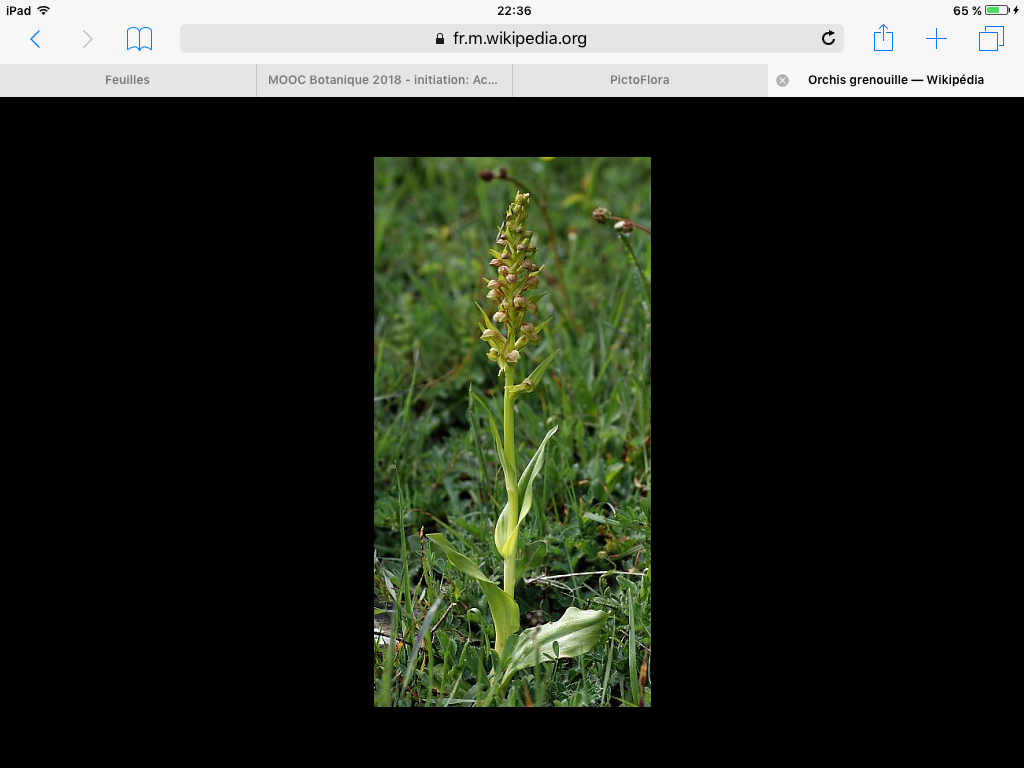 Annexe Orchis grenouille , plante entière .png