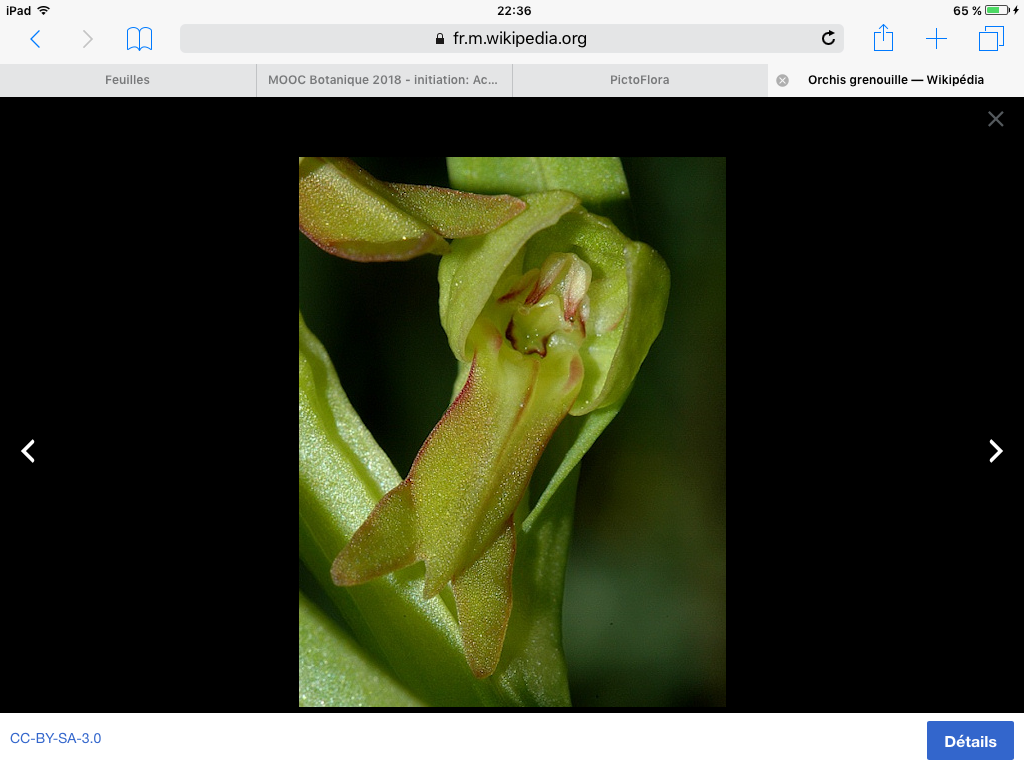 Annexe Orchis grenouille, fleur.png