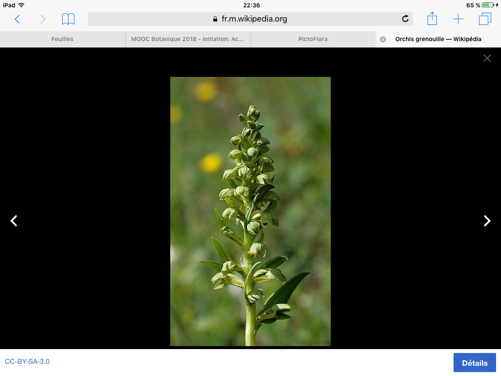 Annexe Orchis grenouille, inflorescence.png