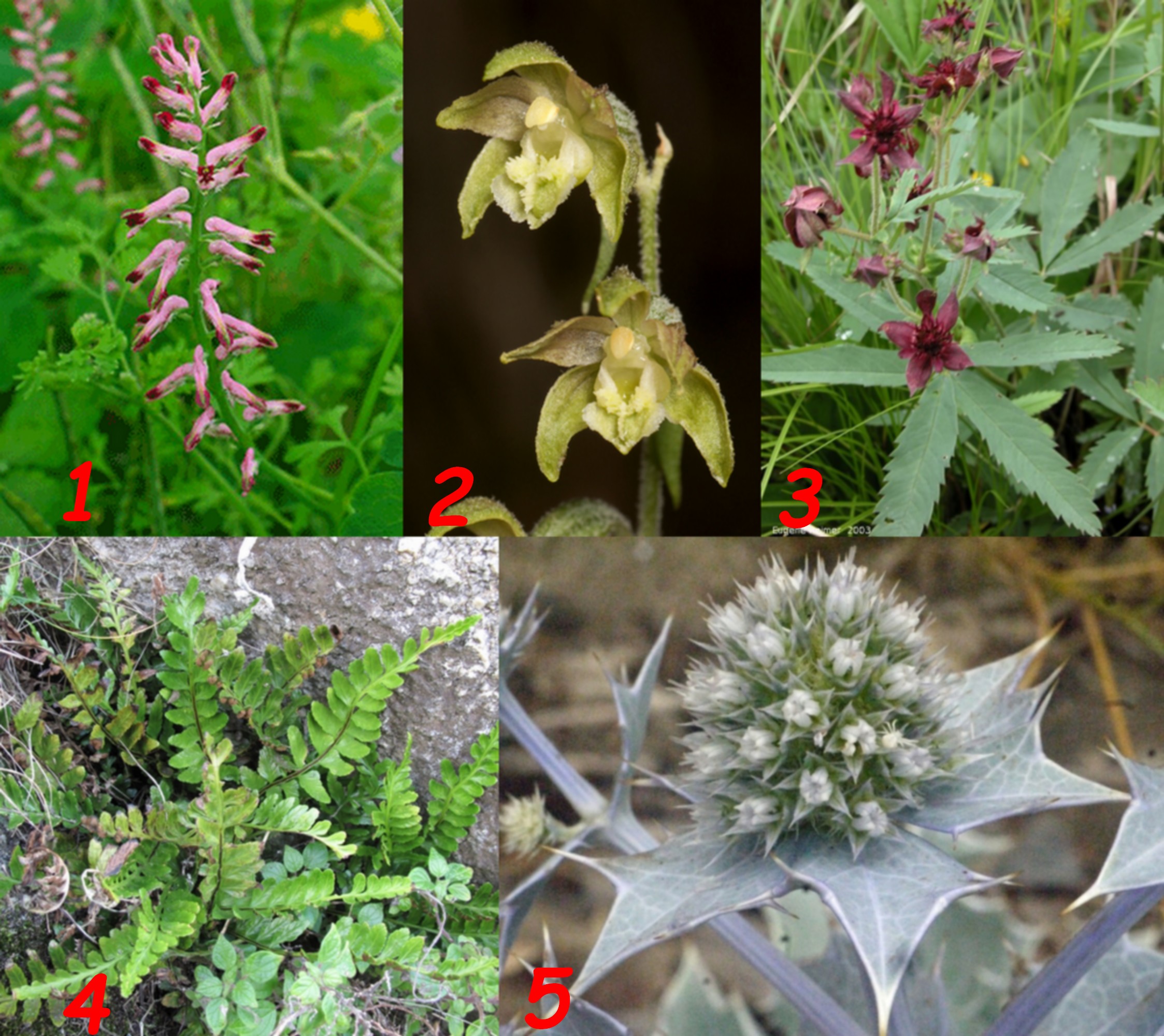 Annexe plantes en danger en Normandie 2.jpg