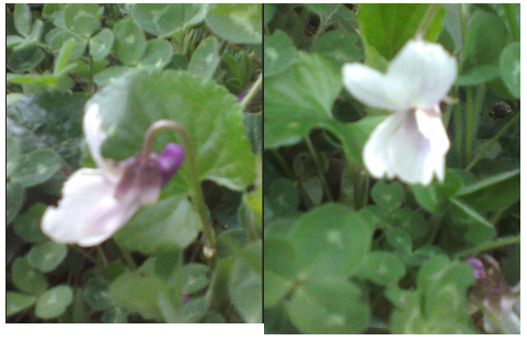 Annexe violette banche solo.PNG