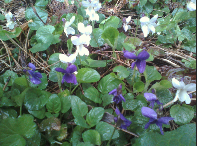 Annexe violette blanche mix.PNG