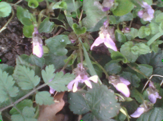 Annexe violette blanche.PNG