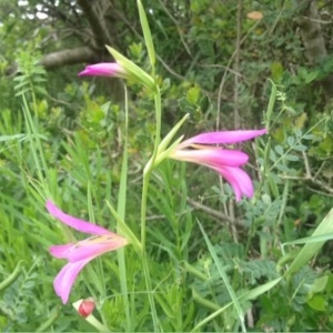 Annexe Gladiola palustris Gaudin.jpg