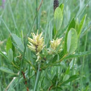 Annexe Salix repens.jpg