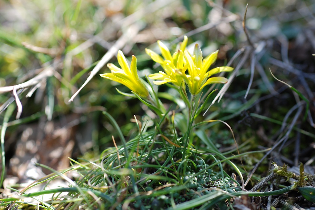 Gagea bohemica