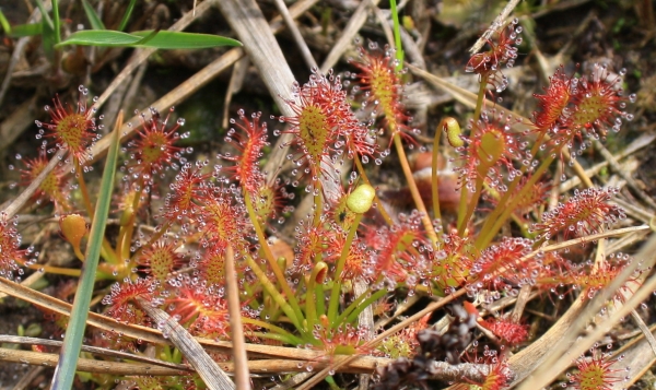 Drosera intermedia (PictoFlora)