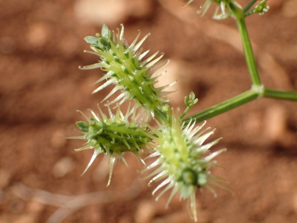 Caucalis platycarpos (PictoFlora)