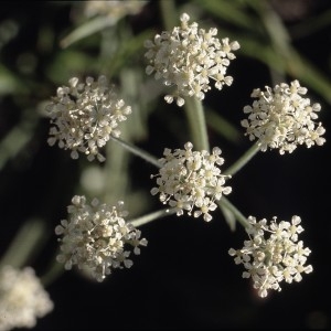 Athamanta cretensis (PictoFlora)