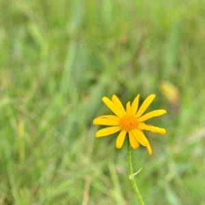 Arnica