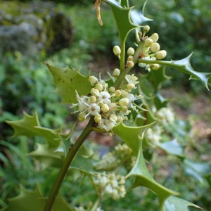Ilex Aquafilum
