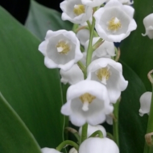Muguet