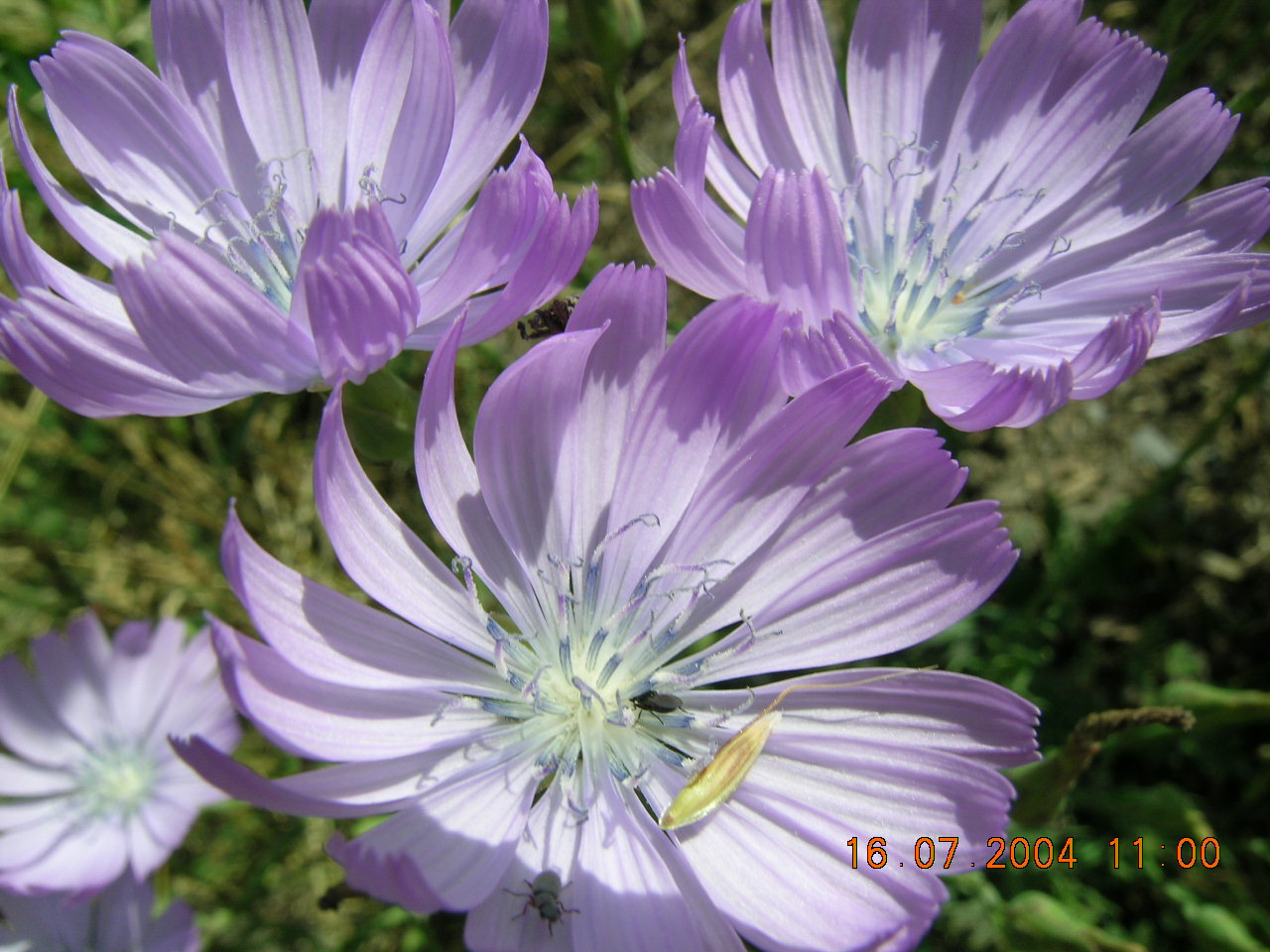ressemble rait un peu à une marguerite bleue !