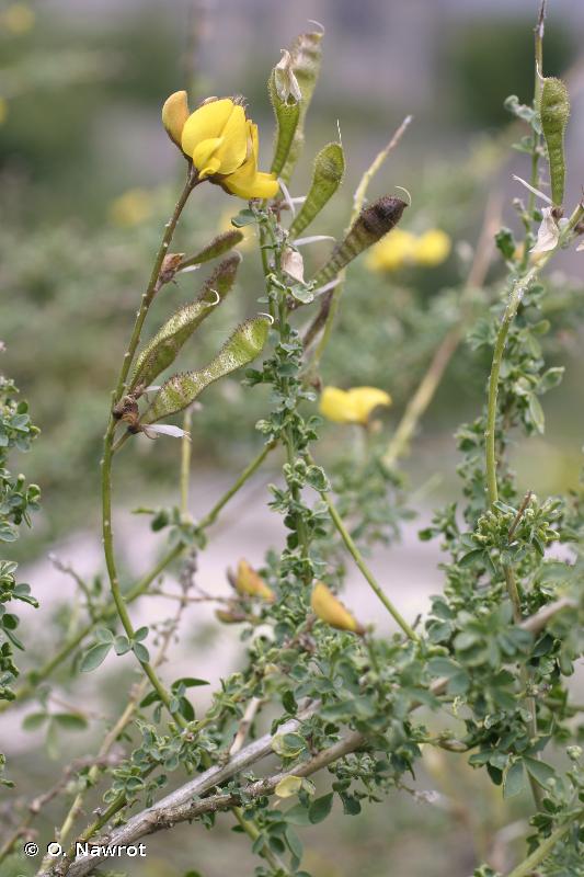 Adenocarpus complicatus subsp. complicatus (L.)