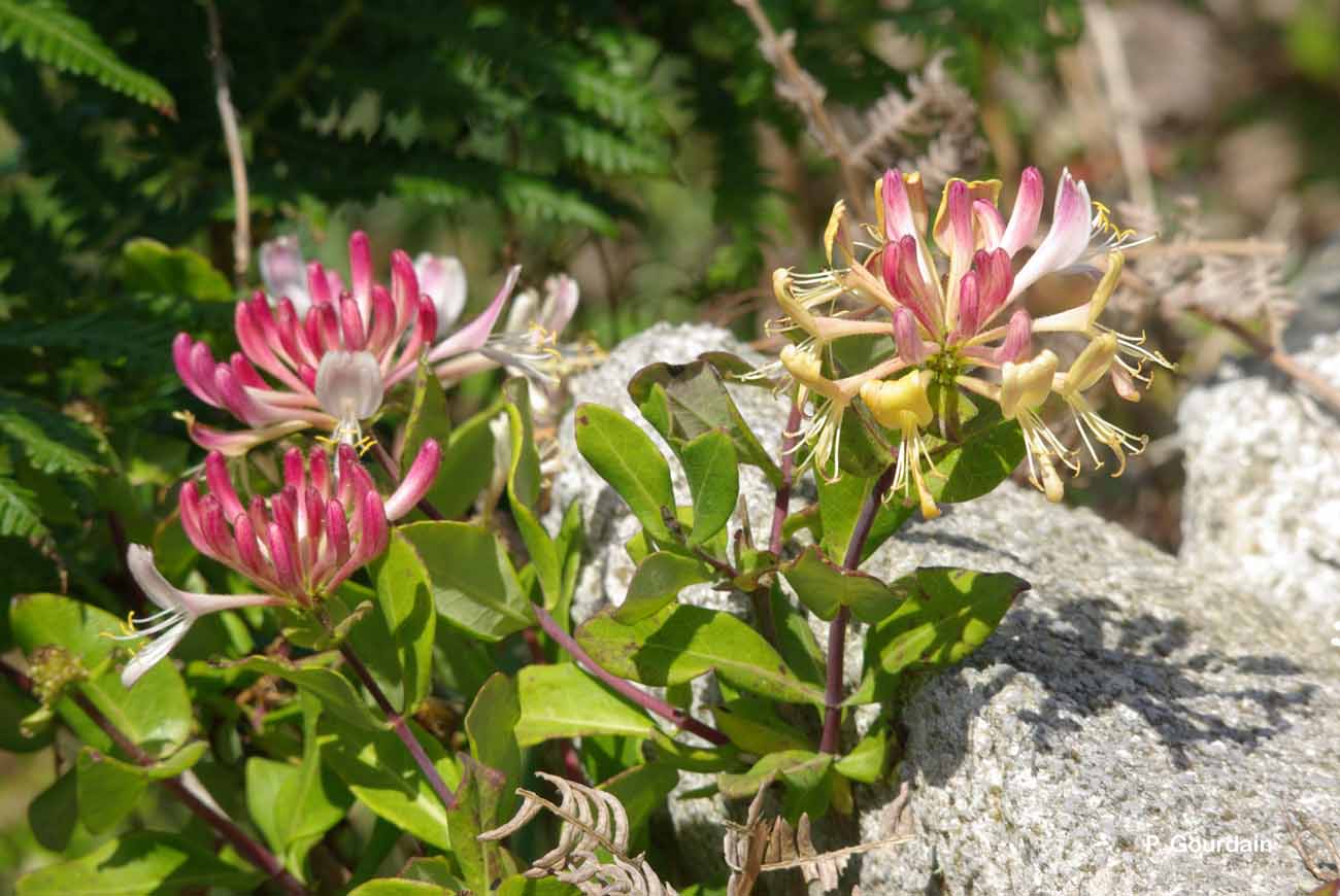 chévre feuille des bois