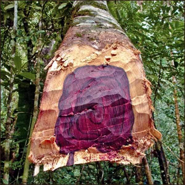 Coeur d'Aniba rosaeodora