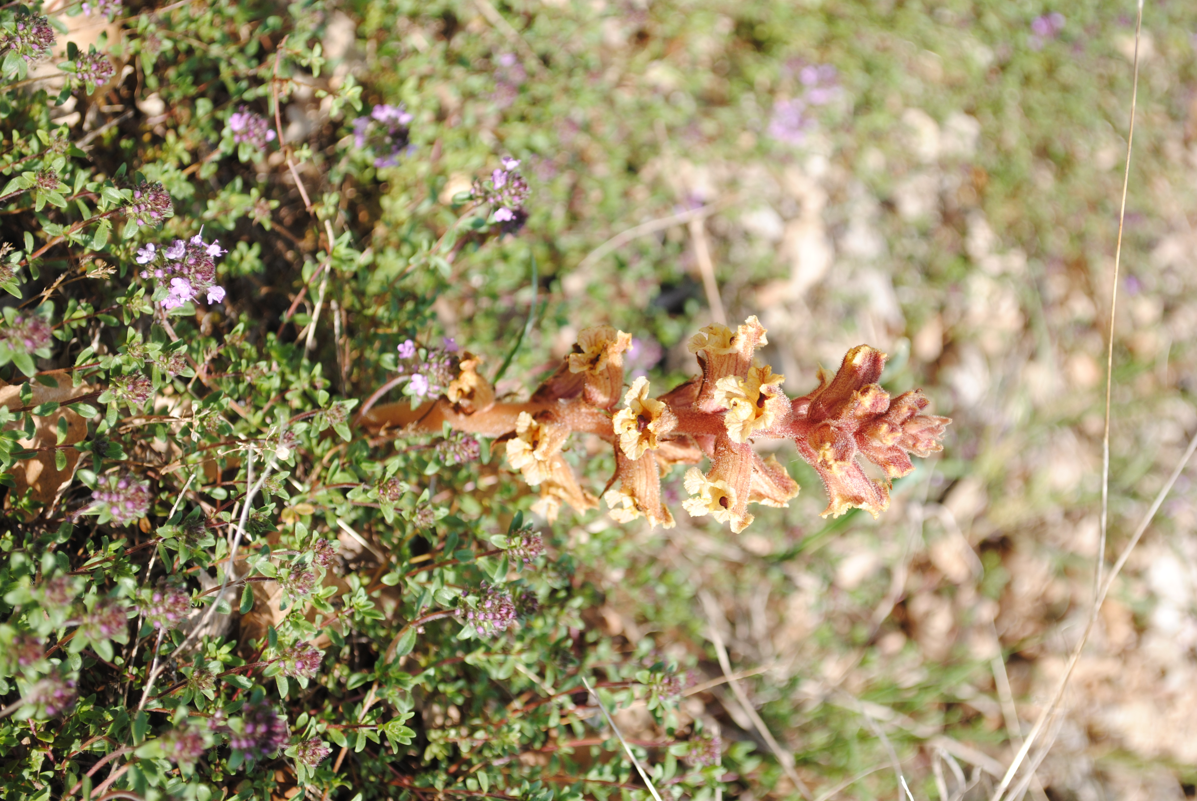 Orobanche