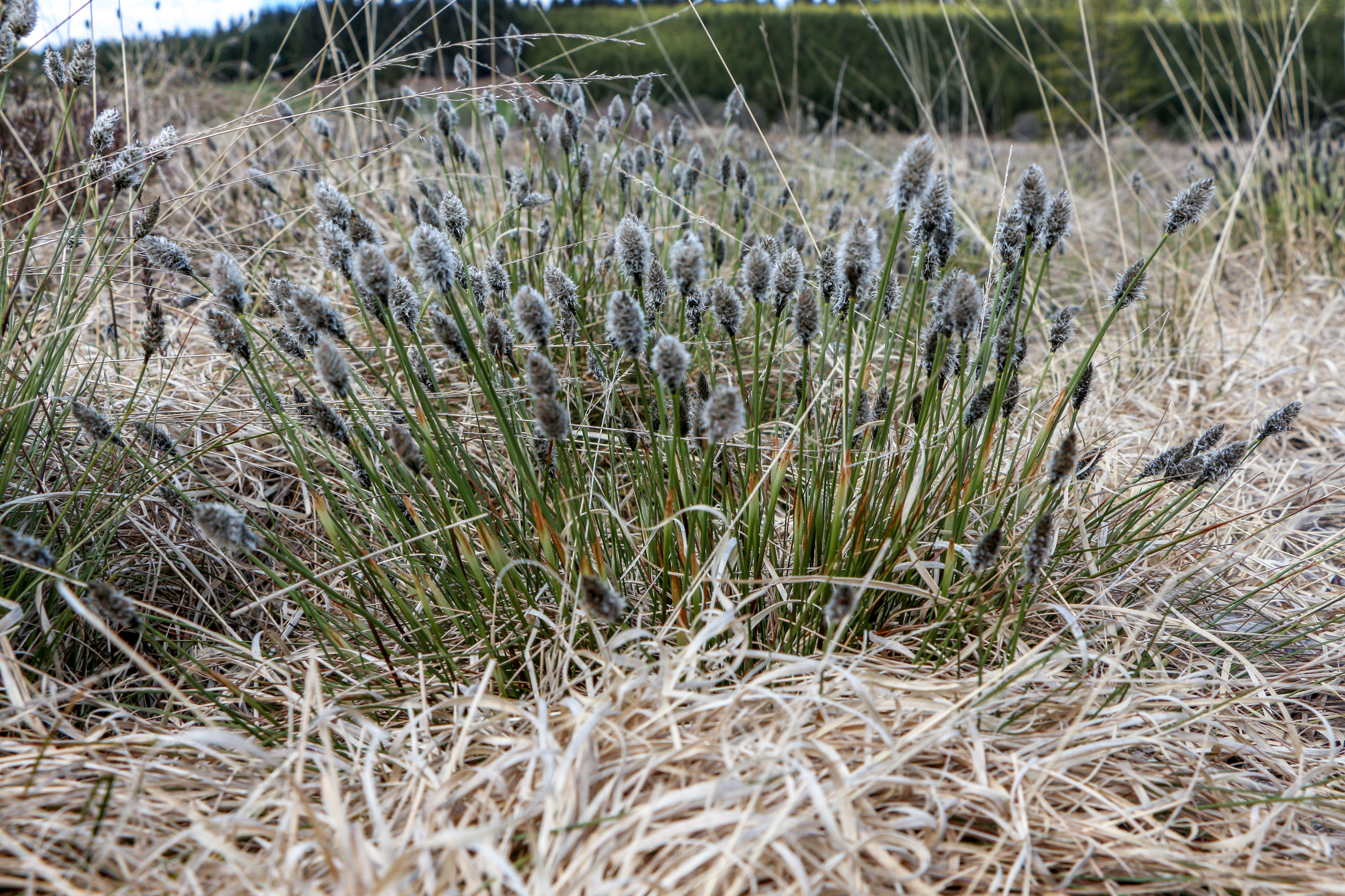 Alm Eriophorum vaginatum
