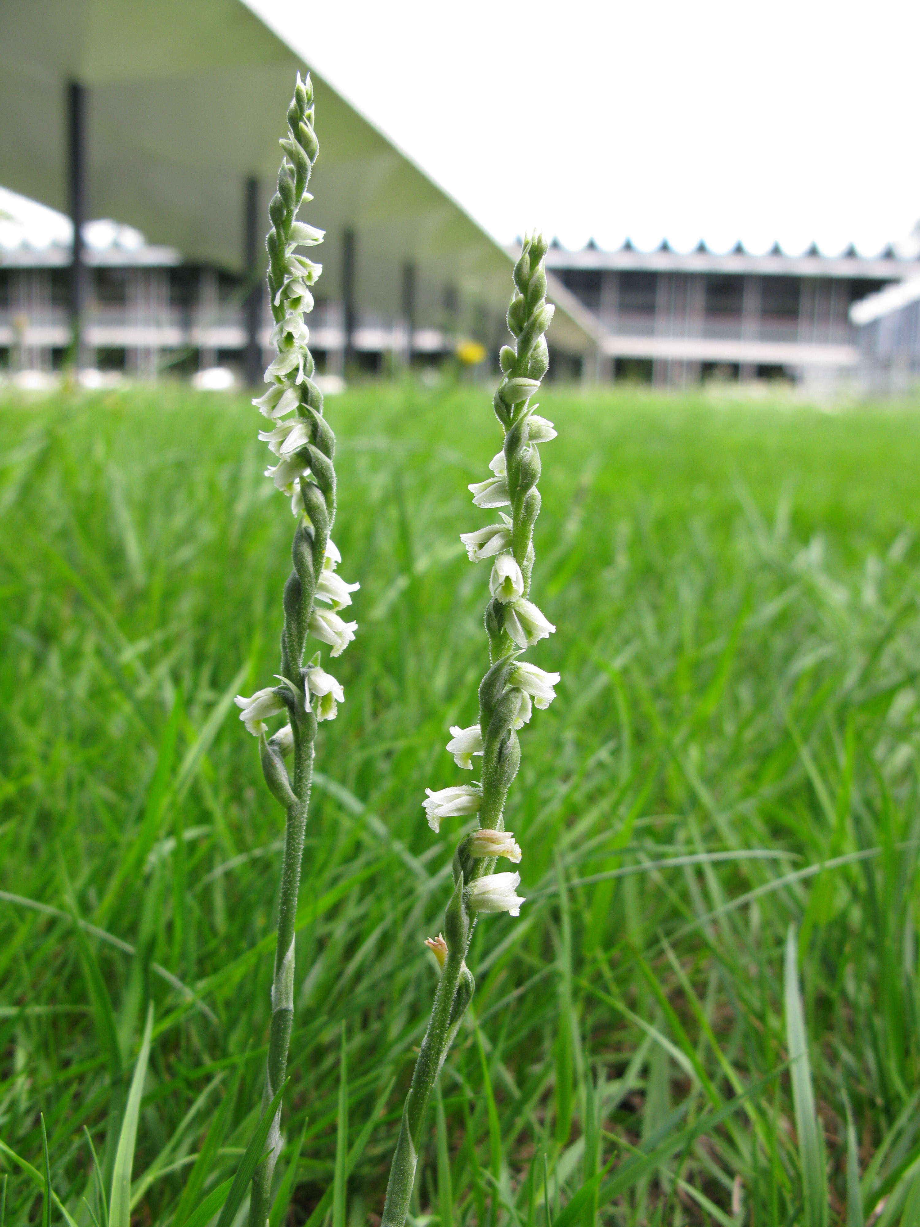 Spiranthes spiralis