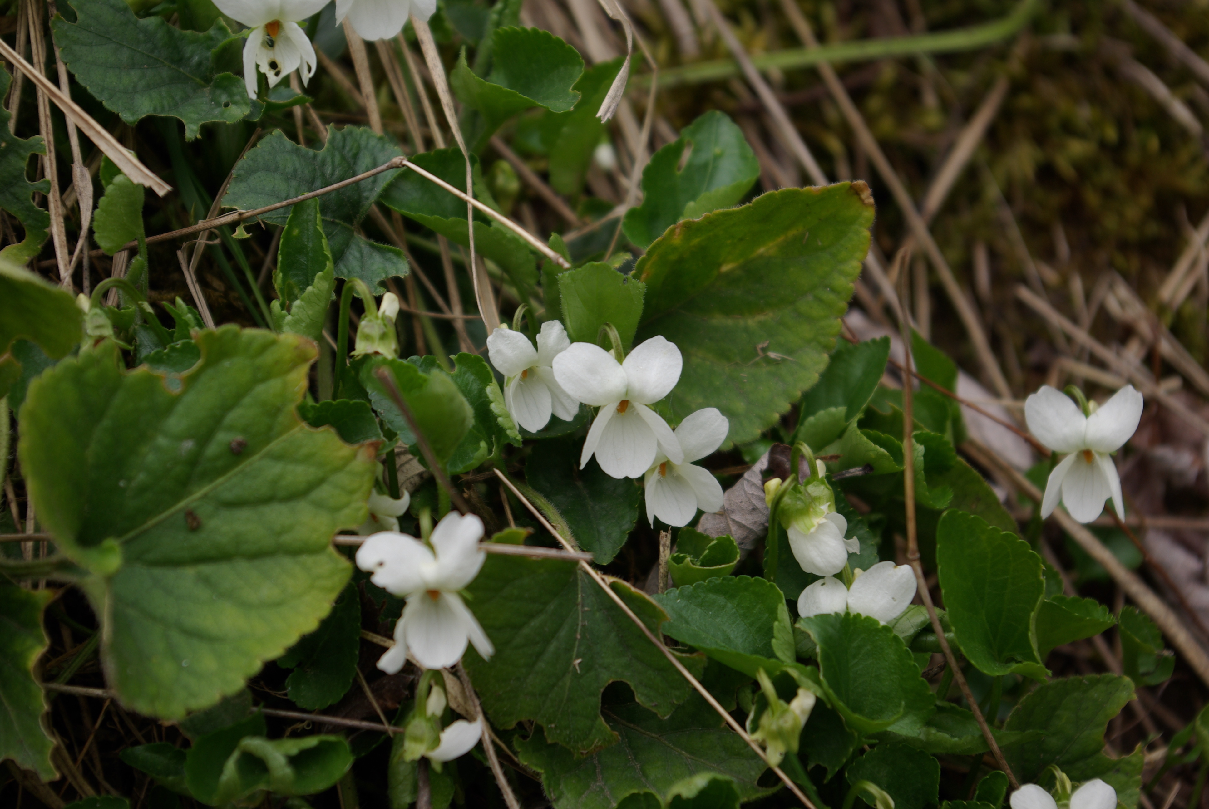 Viola alba