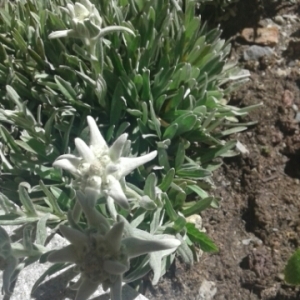 edelweiss
